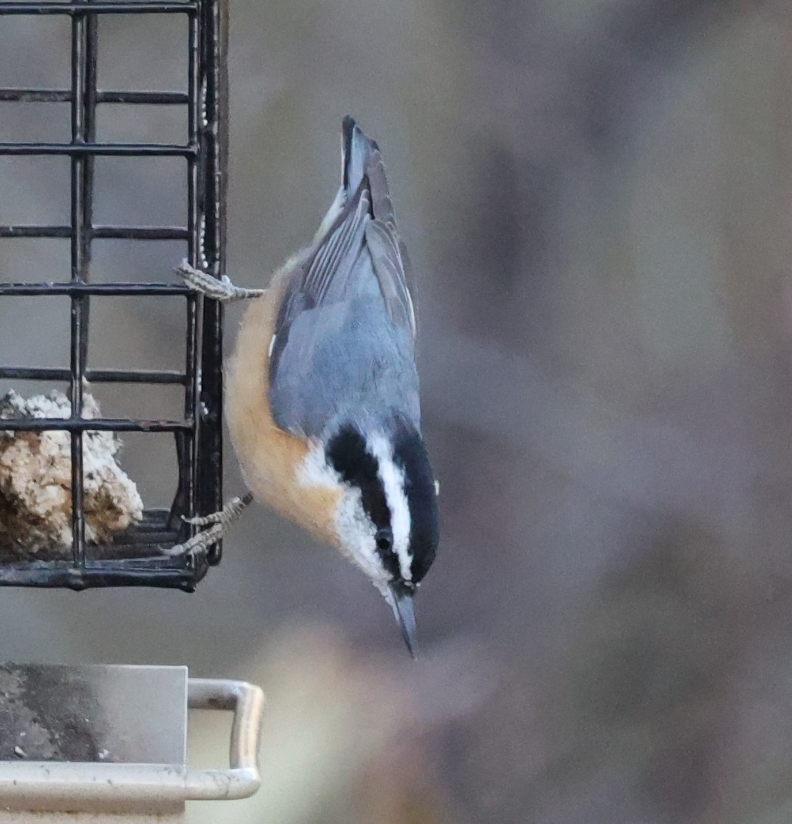 Red-breasted Nuthatch - ML611073345