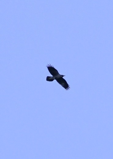 Common Raven - ML611073553