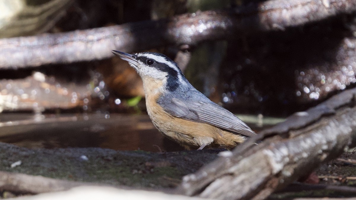 Red-breasted Nuthatch - ML611073564