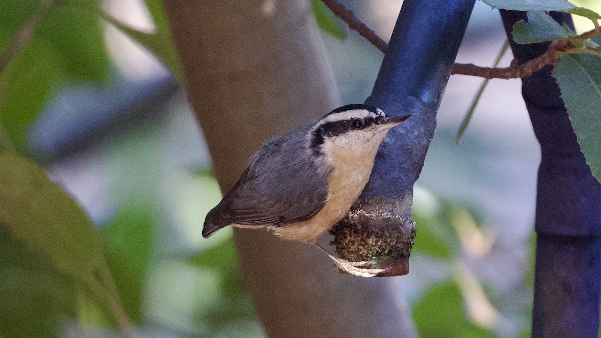 Red-breasted Nuthatch - ML611073572