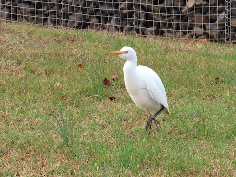 Western Cattle Egret - Michelle Browning