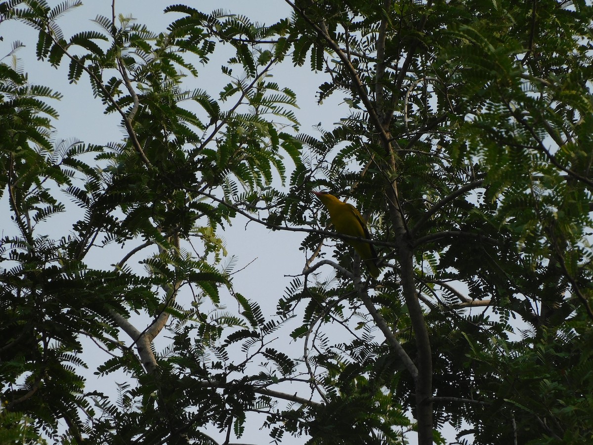 Indian Golden Oriole - ML611074204