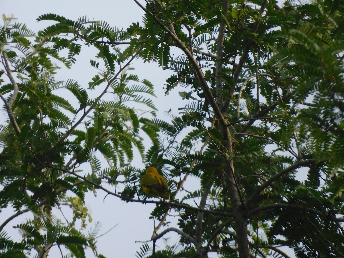 Indian Golden Oriole - ML611074208