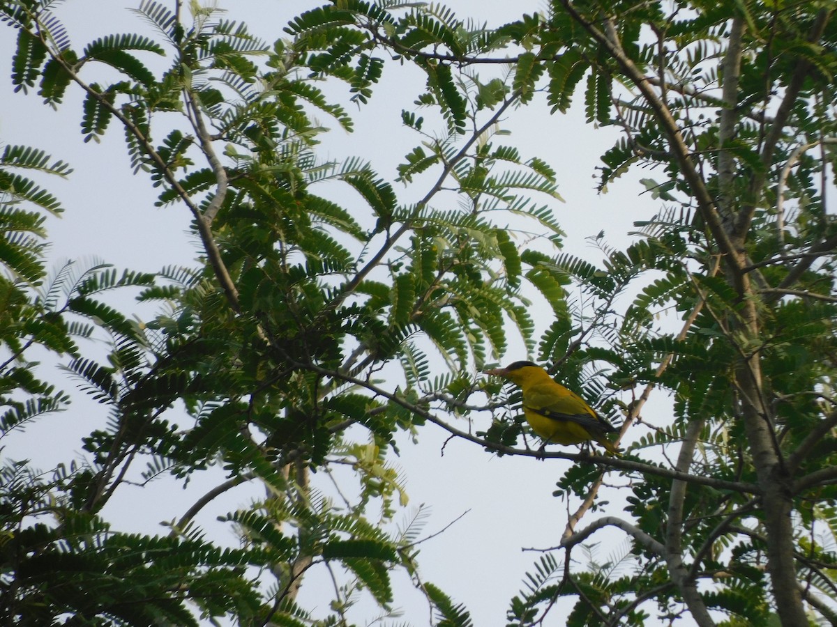 Indian Golden Oriole - ML611074212