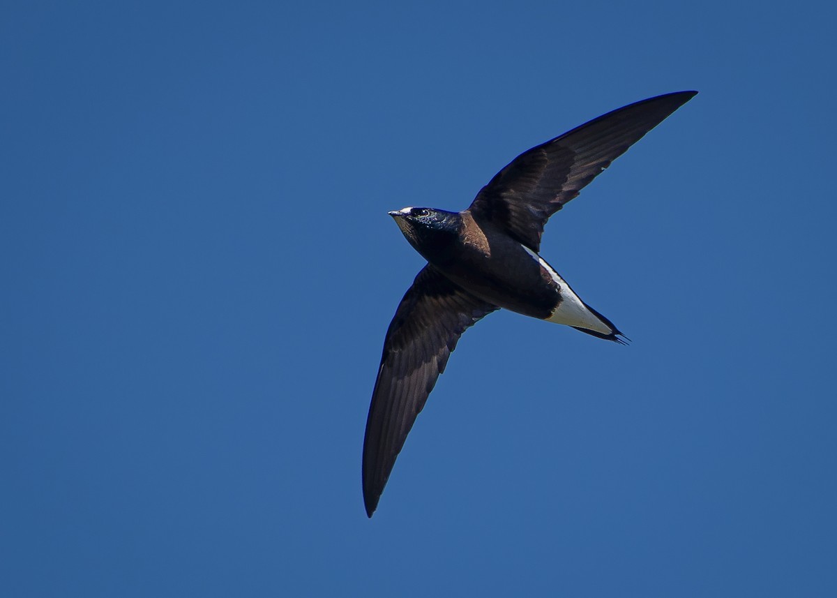 Brown-backed Needletail - ML611074271