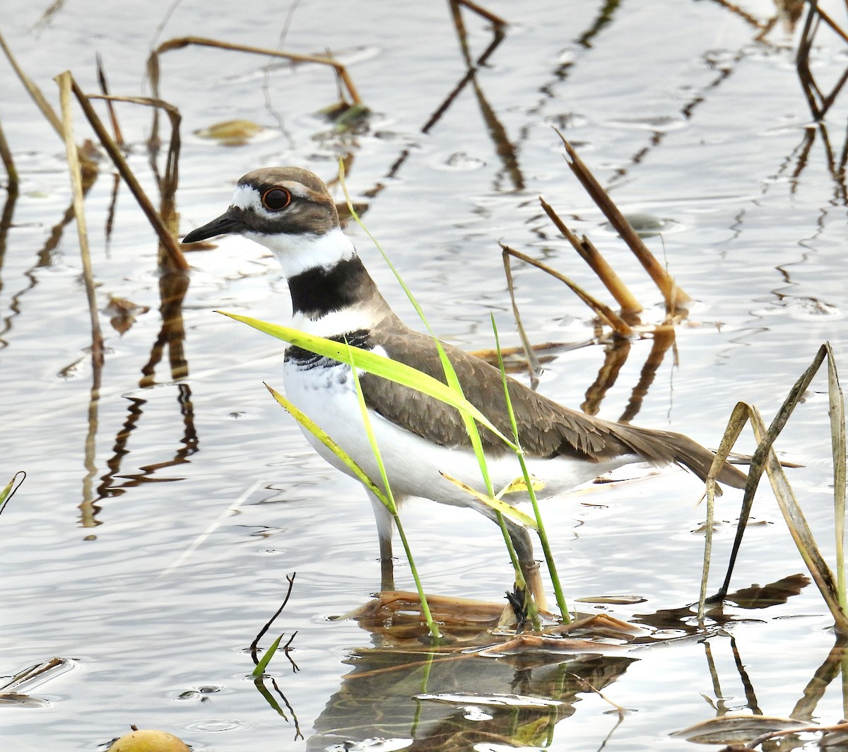 eBird Checklist 12 Nov 2023 LA WBR Par.; W of Carey (restricted access) 27 species