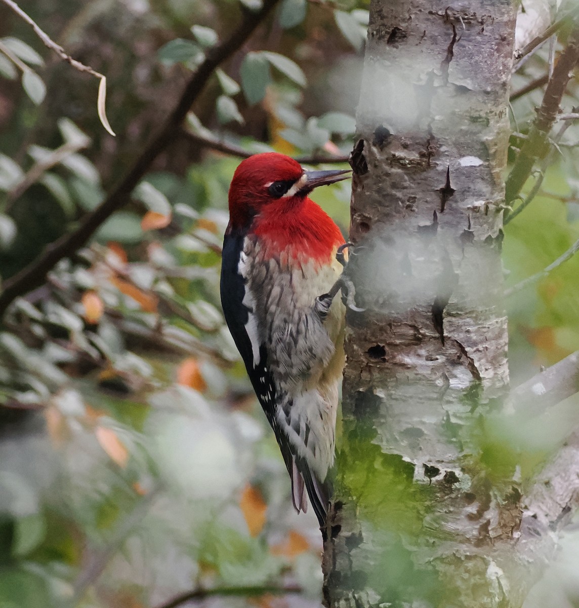 Red-breasted Sapsucker - ML611074497