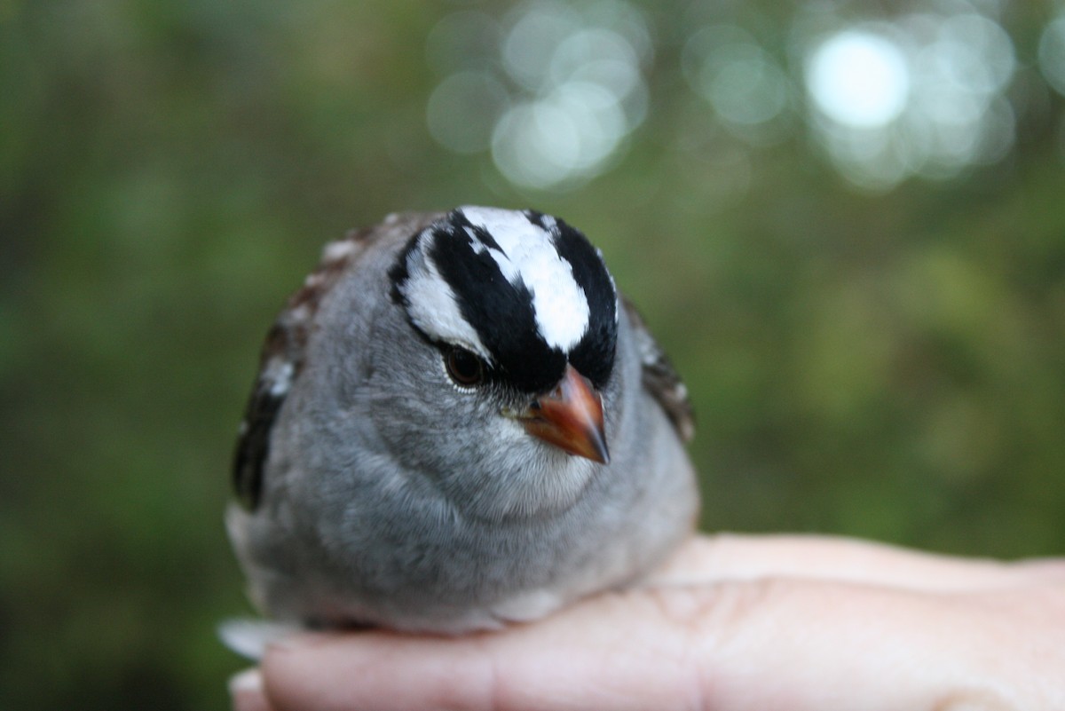 White-crowned Sparrow (leucophrys) - ML611074656