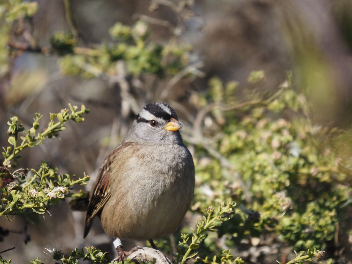 White-crowned Sparrow - ML611074792