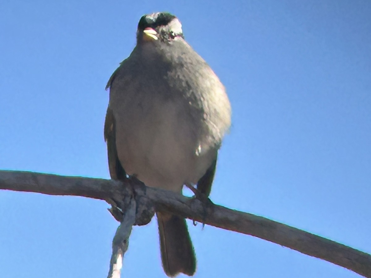 White-crowned Sparrow - ML611074821