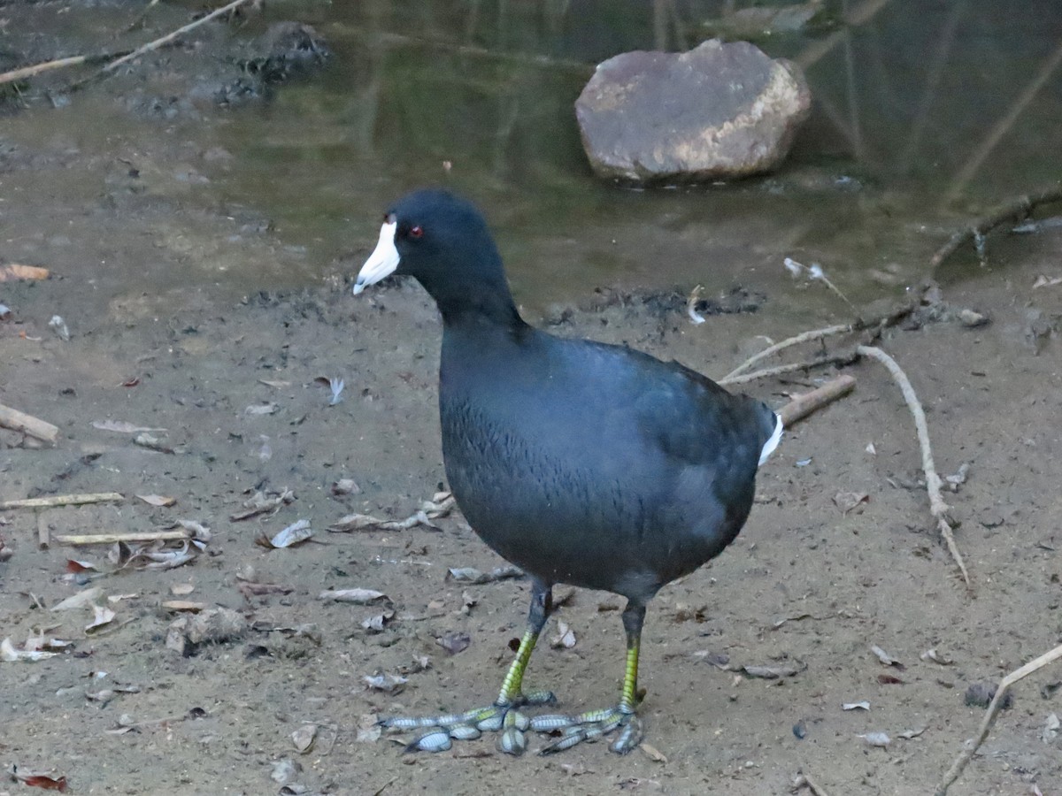 American Coot - Tom Edell