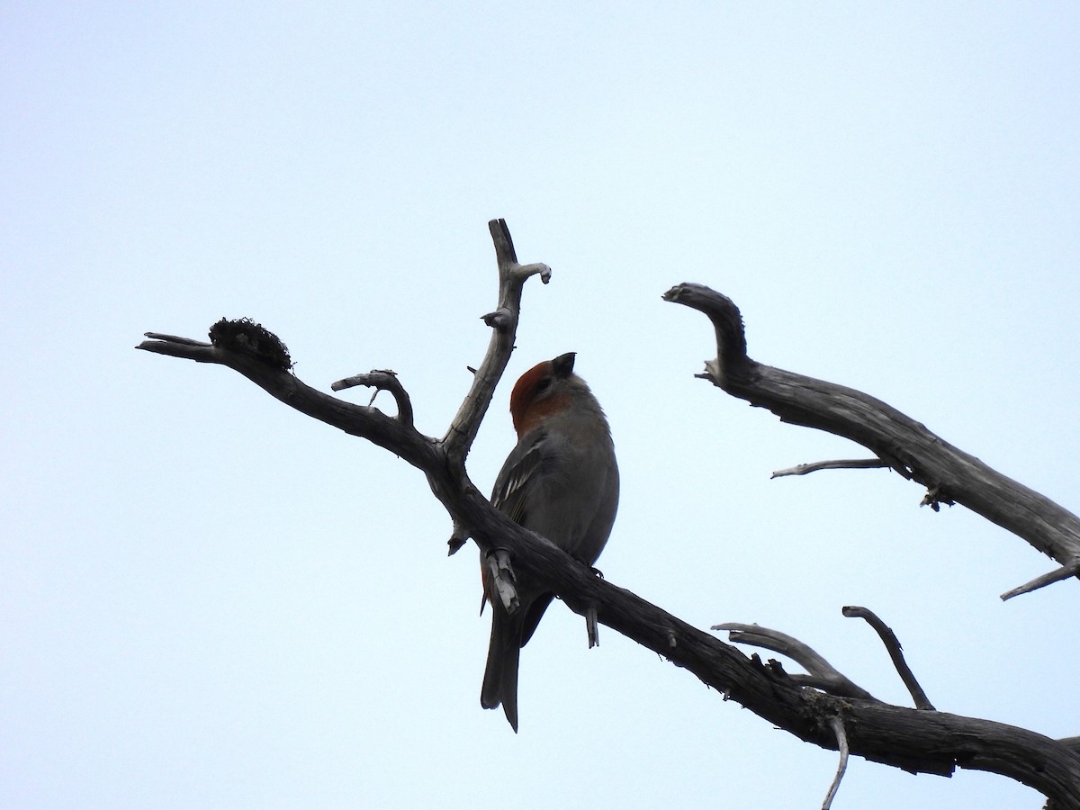 Pine Grosbeak - Margi Finch