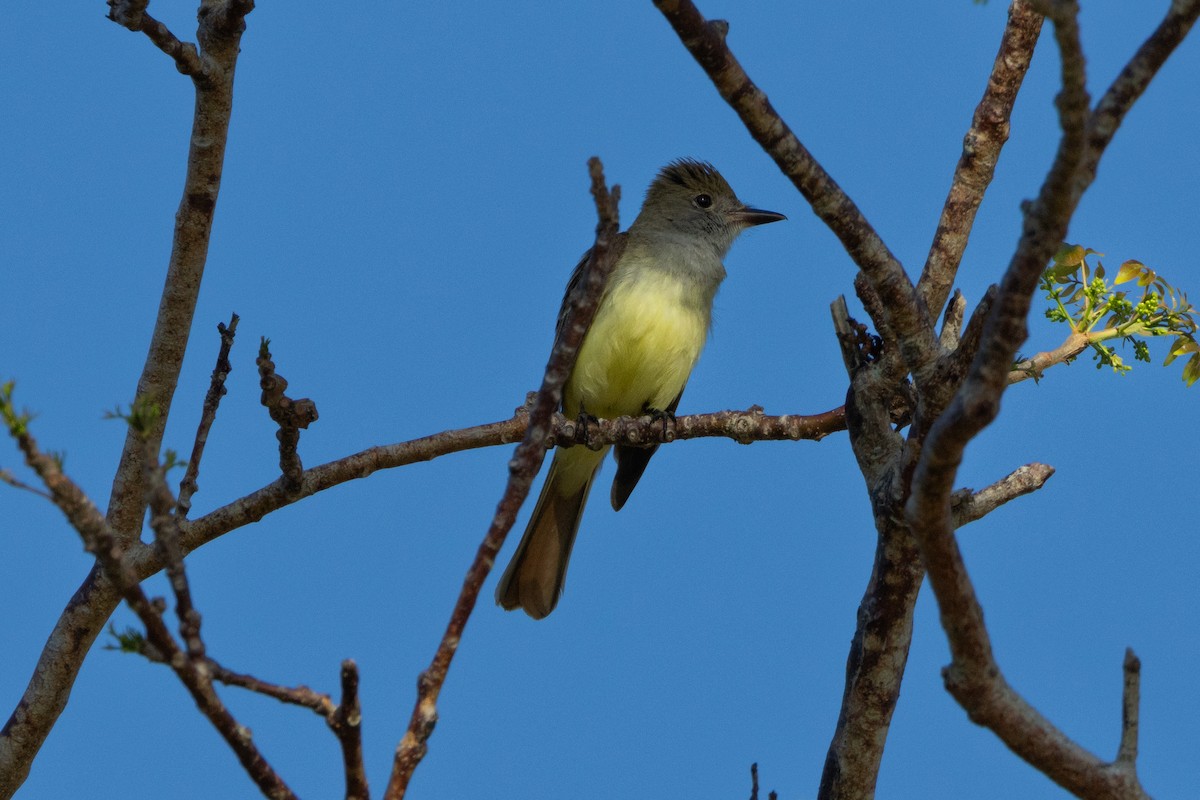 Great Crested Flycatcher - ML611075201