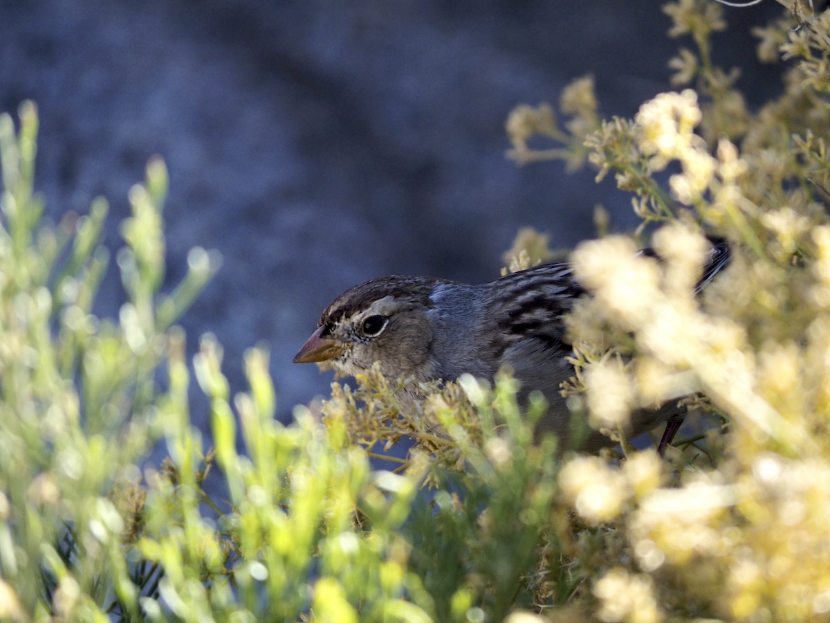 White-crowned Sparrow - ML611075247