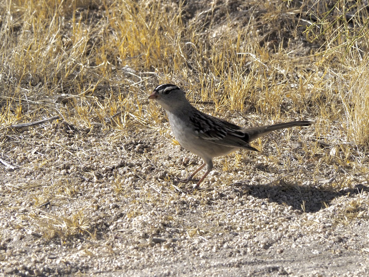 White-crowned Sparrow - ML611075248