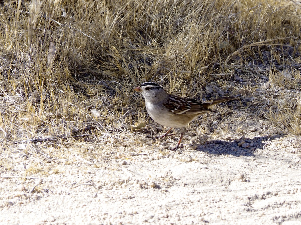 White-crowned Sparrow - ML611075249