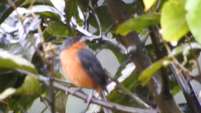 Rufous-crested Tanager - ML611075687