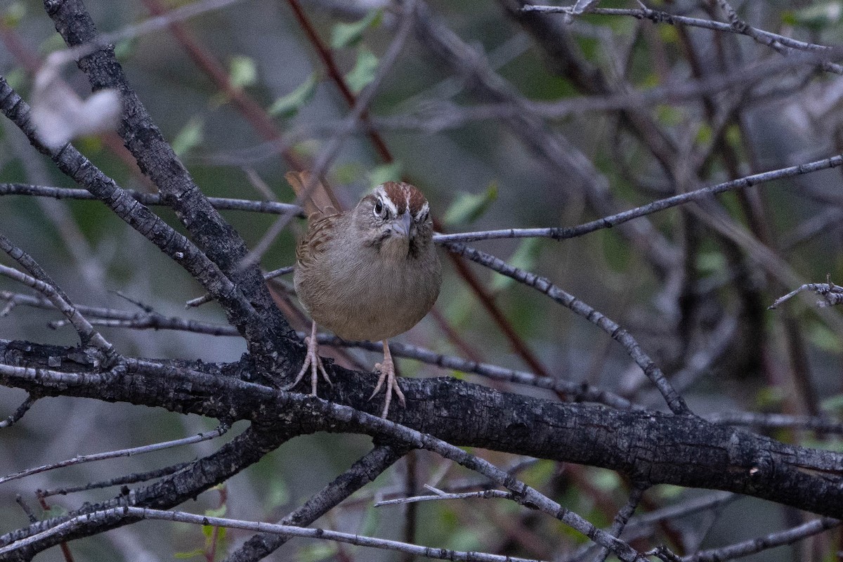 Rufous-crowned Sparrow - ML611076363