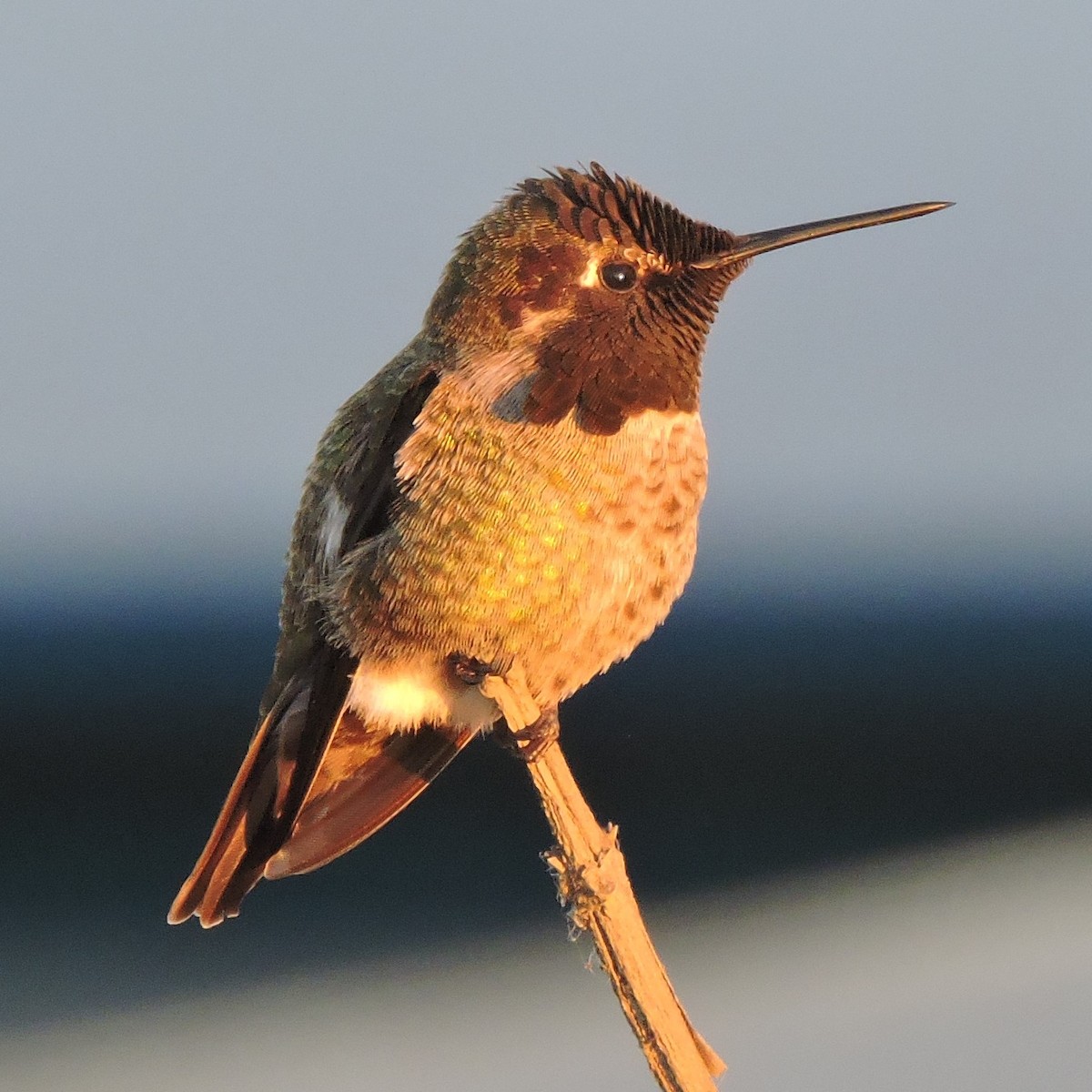 Anna's Hummingbird - ML611076509