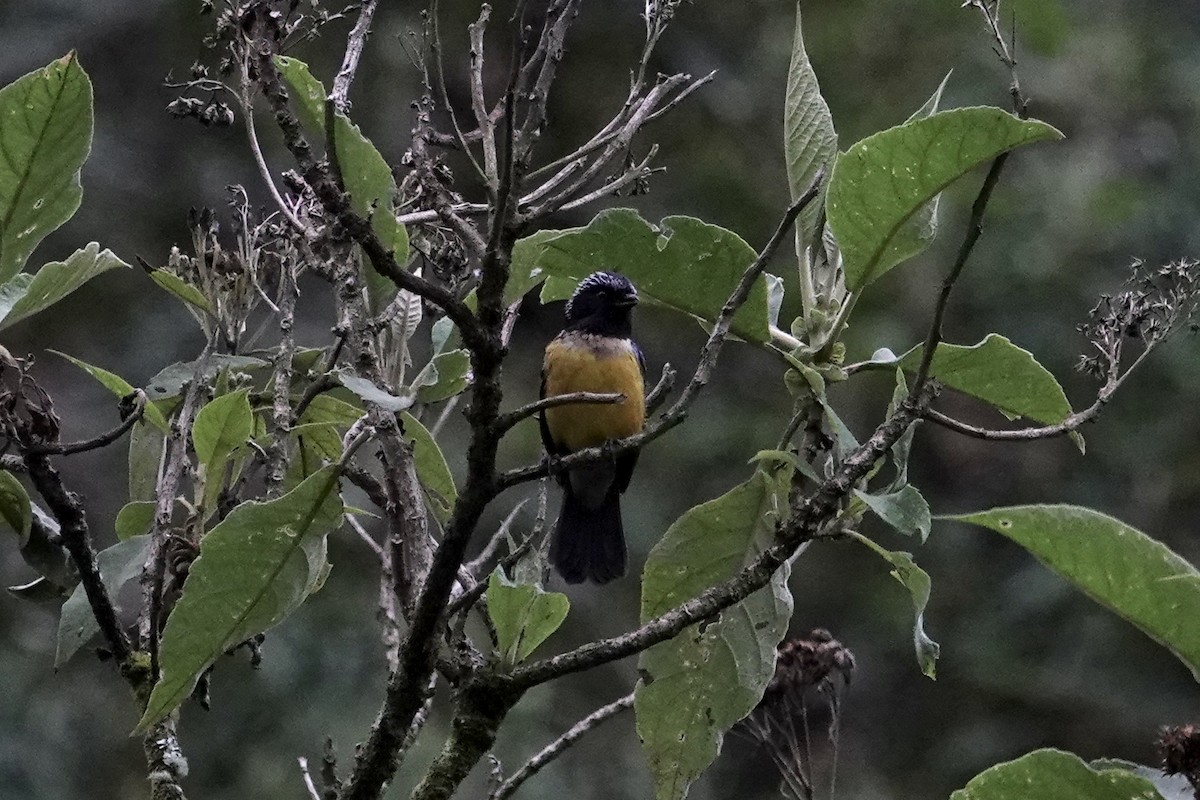 Buff-breasted Mountain Tanager (Buff-breasted) - ML611076587