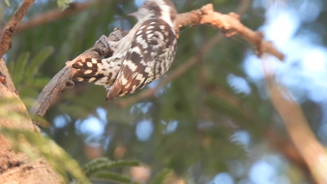 Brown-capped Pygmy Woodpecker - ML611077676