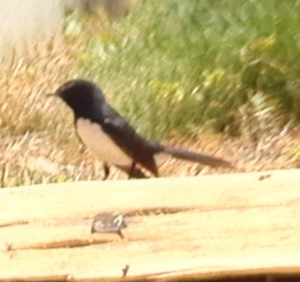 Willie-wagtail - ML611077744