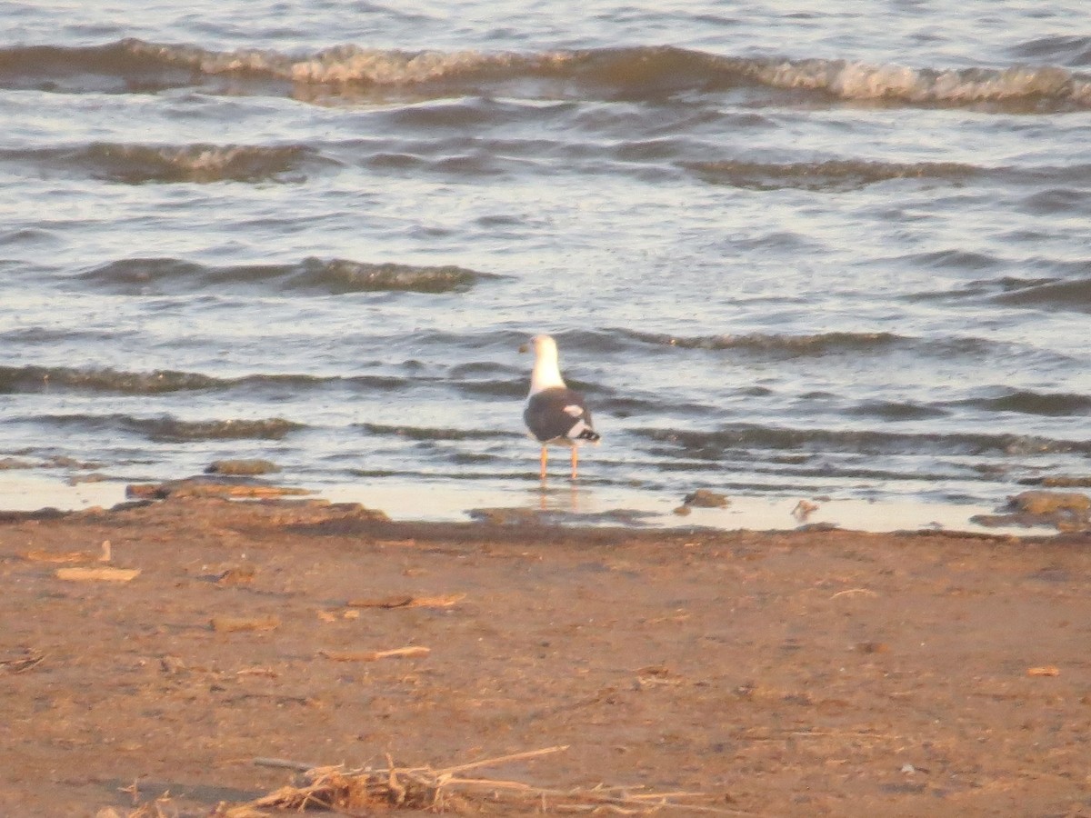 Yellow-footed Gull - ML611077810