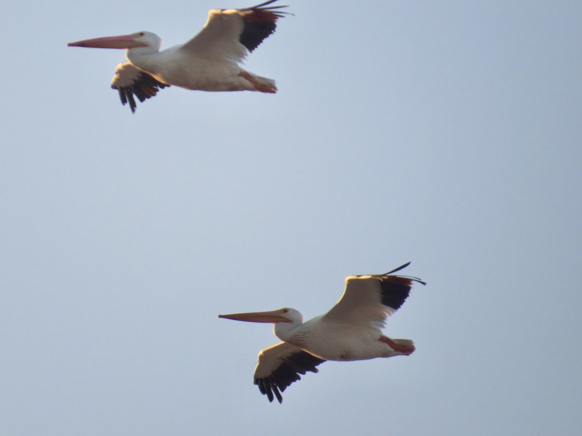 pelikán severoamerický - ML611077811