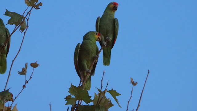 Red-lored Parrot - ML611077874