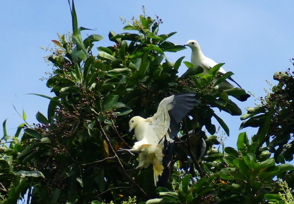 Pied Imperial-Pigeon - ML611077952