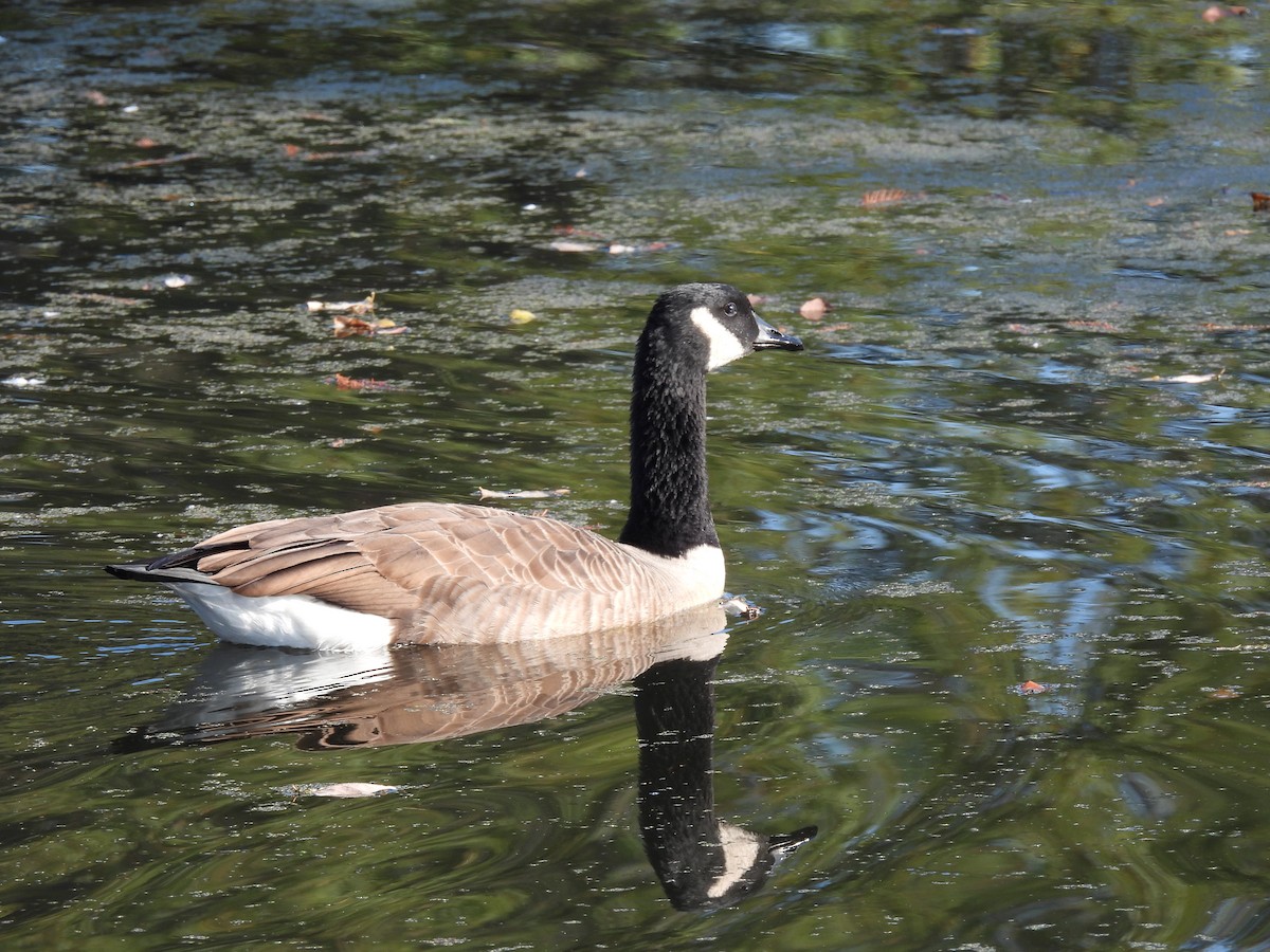 EBird Caribbean Checklist 5 Nov 2023 MacArthur Park 18 Species