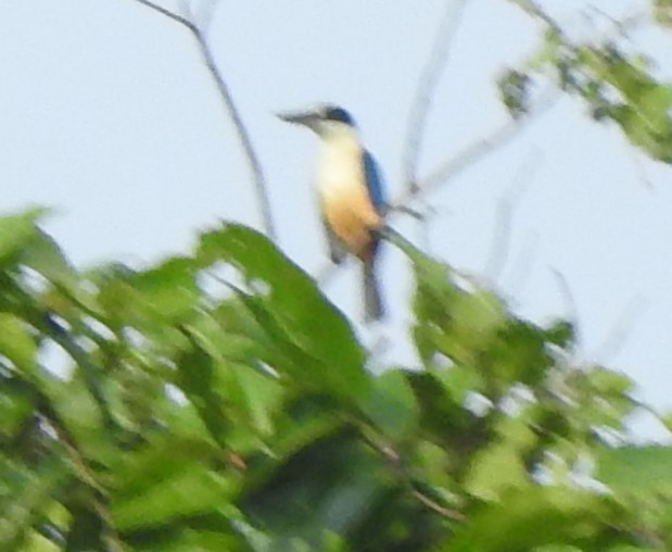 Melanesian Kingfisher - marti ikehara