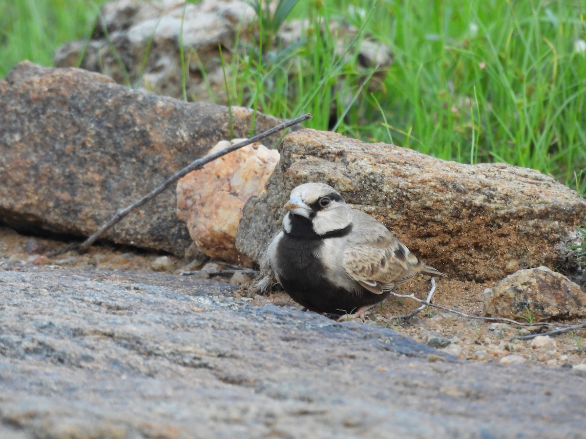 Ashy-crowned Sparrow-Lark - ML611079696