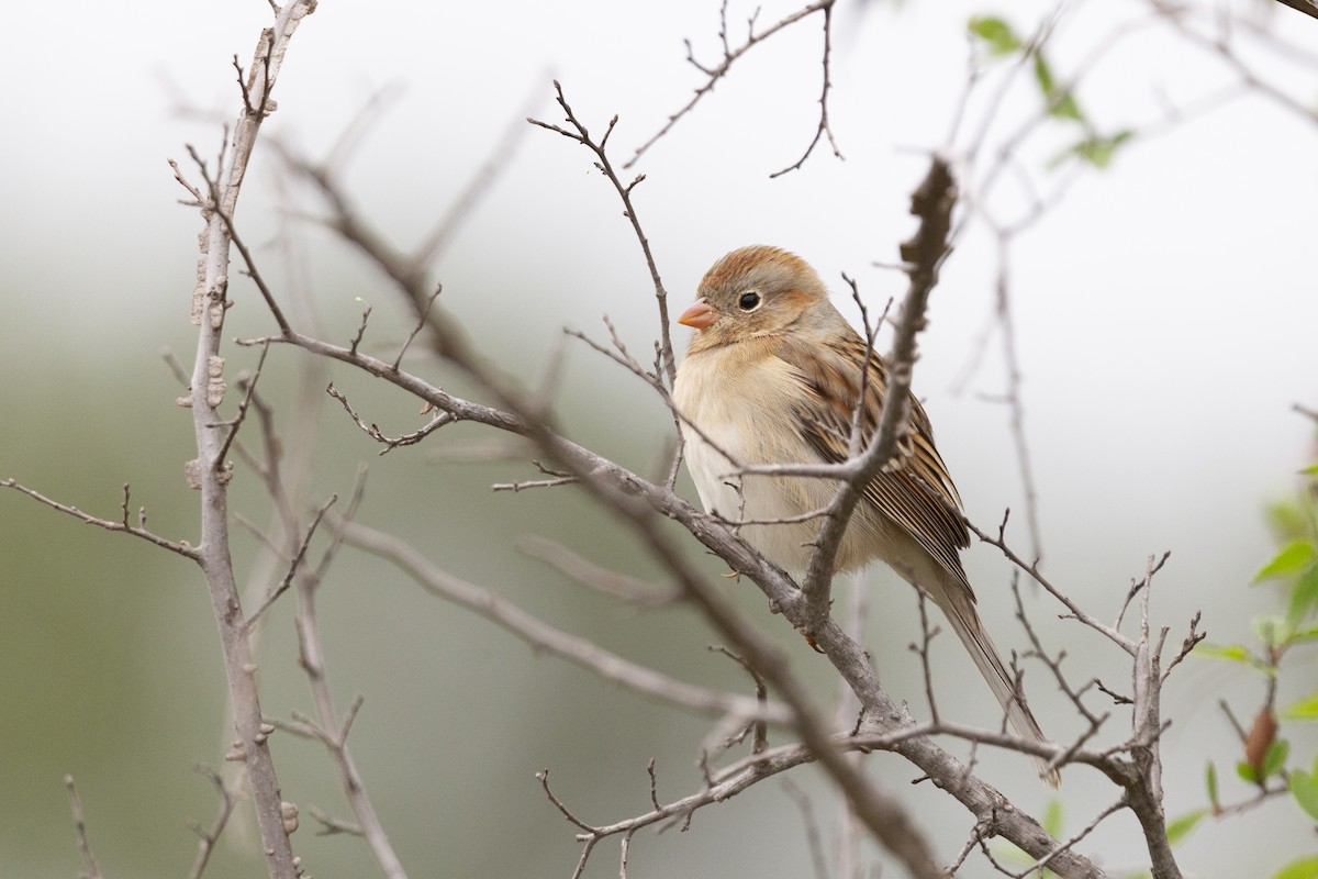 Field Sparrow - Steven Dammer