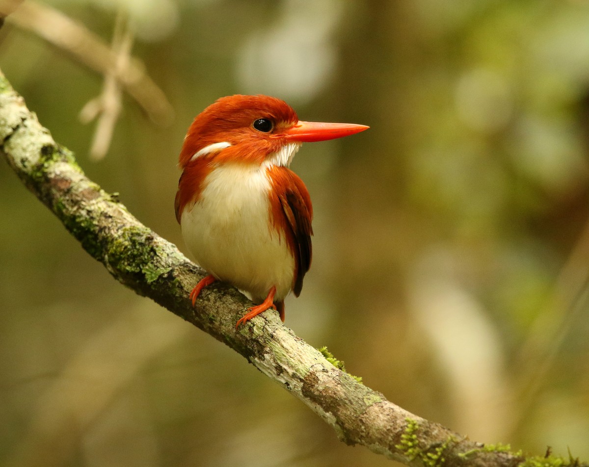 Madagascar Pygmy Kingfisher - ML611079914