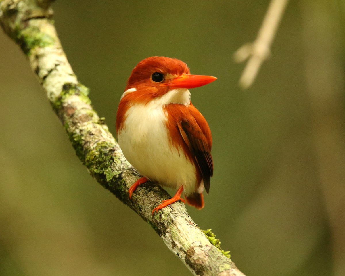 Madagascar Pygmy Kingfisher - ML611079916