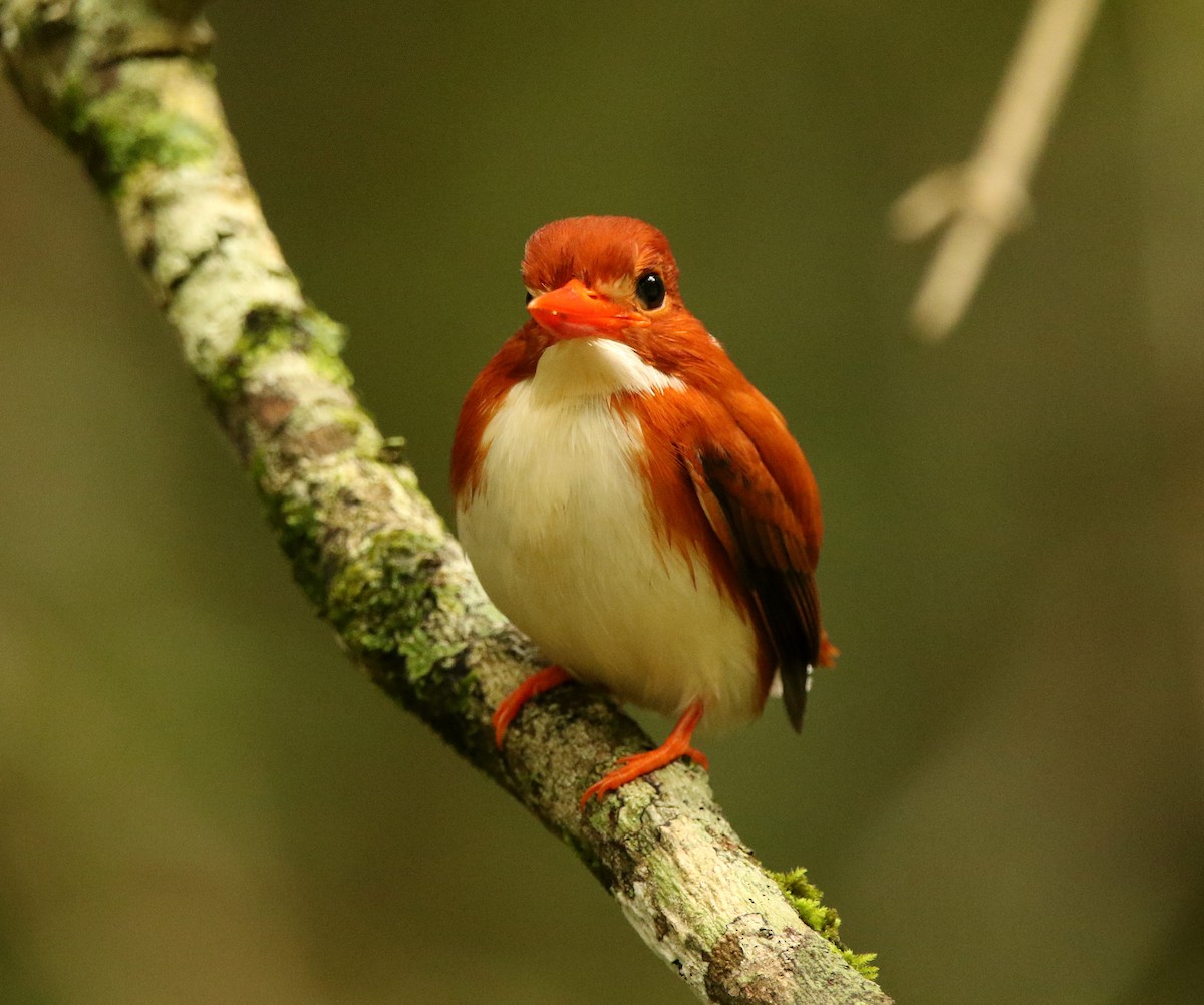 Madagascar Pygmy Kingfisher - ML611079917