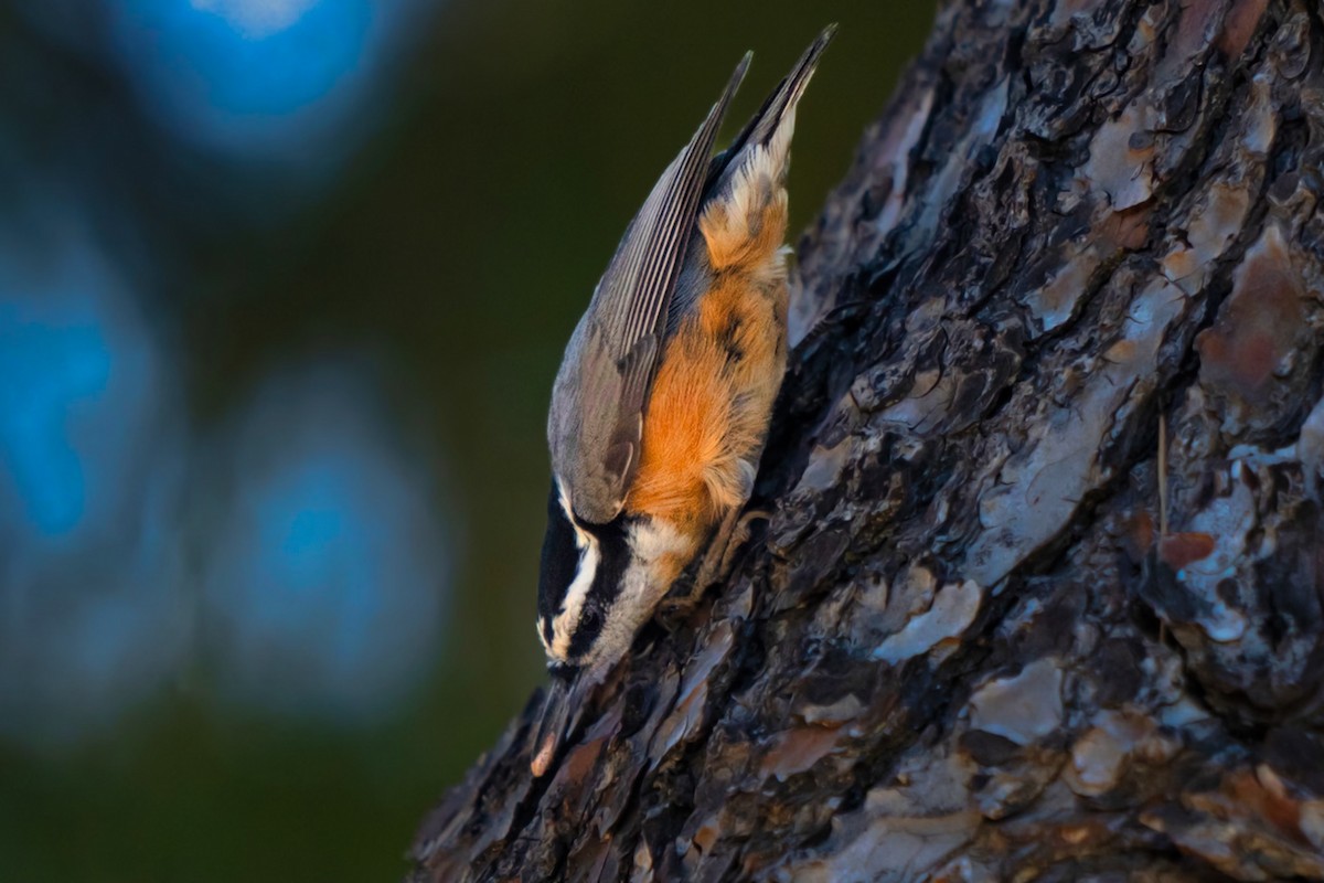 Red-breasted Nuthatch - ML611080039