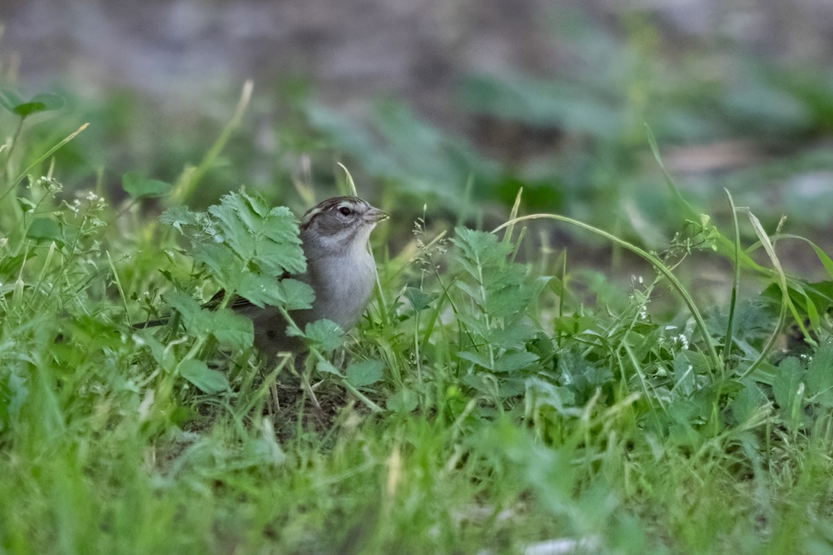 Chipping Sparrow - ML611080048