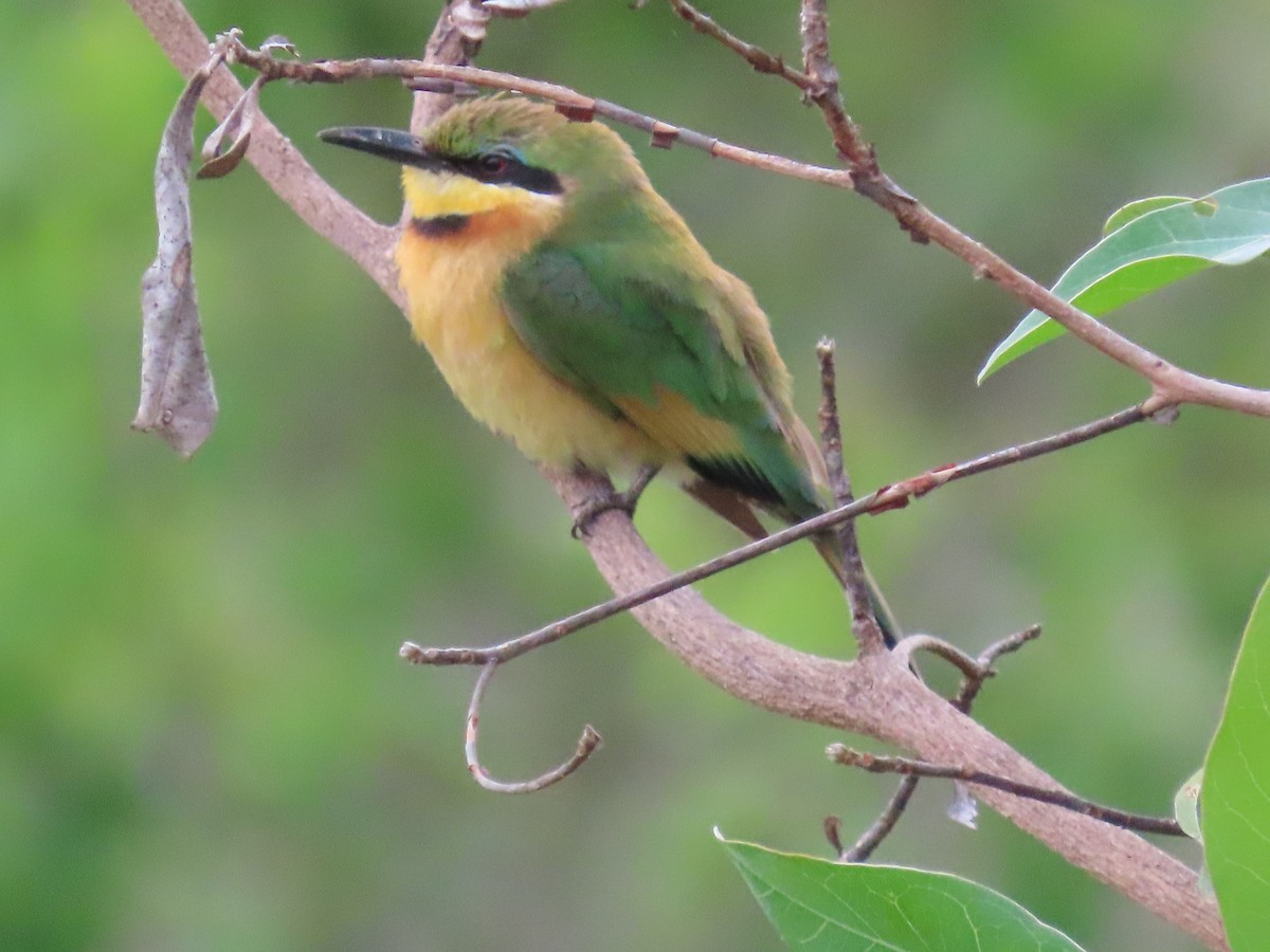 Little Bee-eater - ML611080052