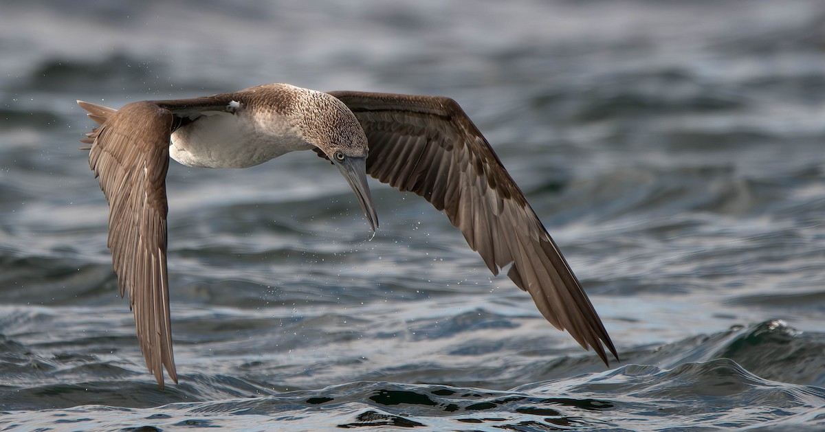 Blue-footed Booby - ML611080296