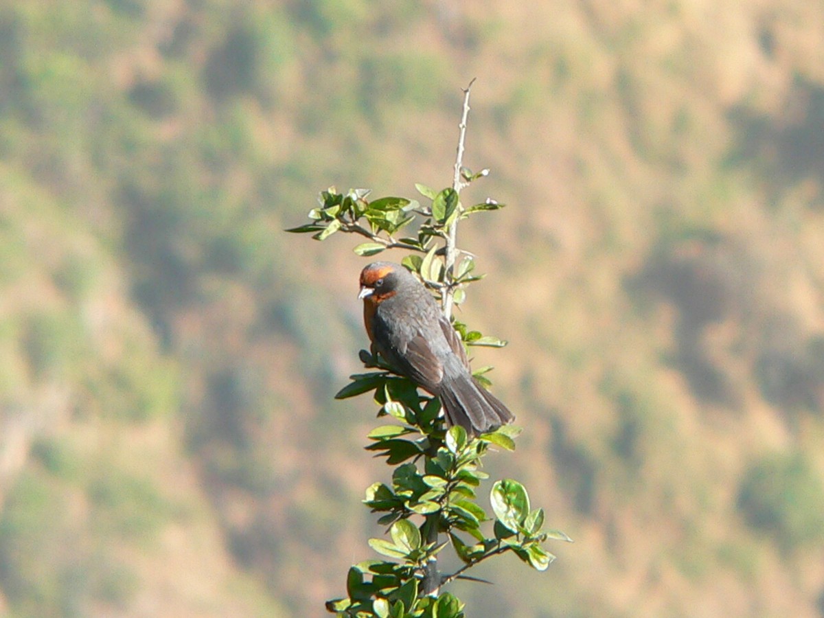 Rufous-breasted Warbling Finch - ML611080622