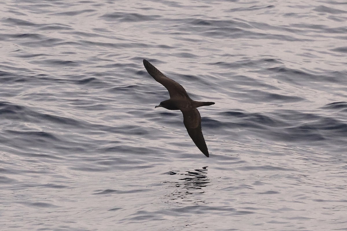 Wedge-tailed Shearwater - Mike Sylvia
