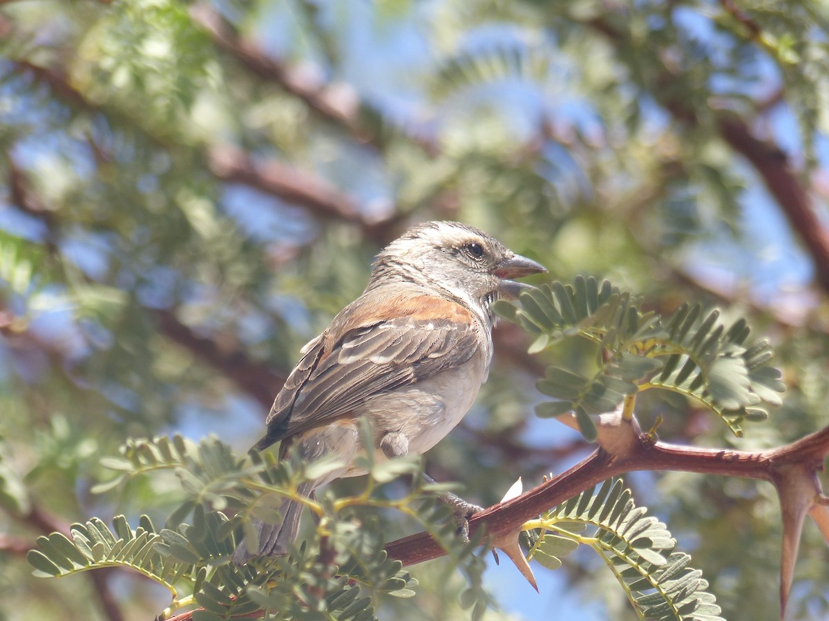 Cape Sparrow - Robin Kretzschmar