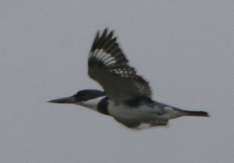 Belted Kingfisher - ML611081074