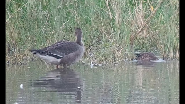 Greater White-fronted Goose - ML611081605