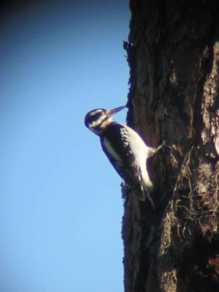 Hairy Woodpecker - Cole Fredricks