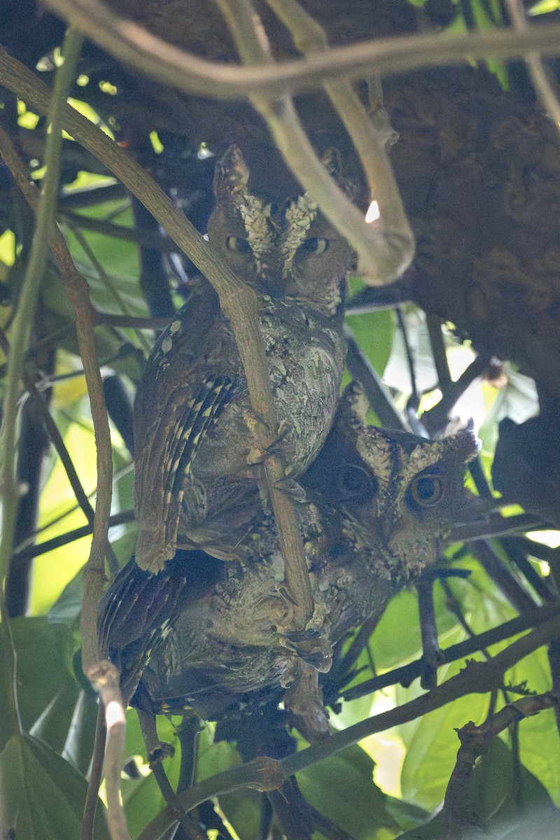 Sulawesi Scops-Owl - ML611081724