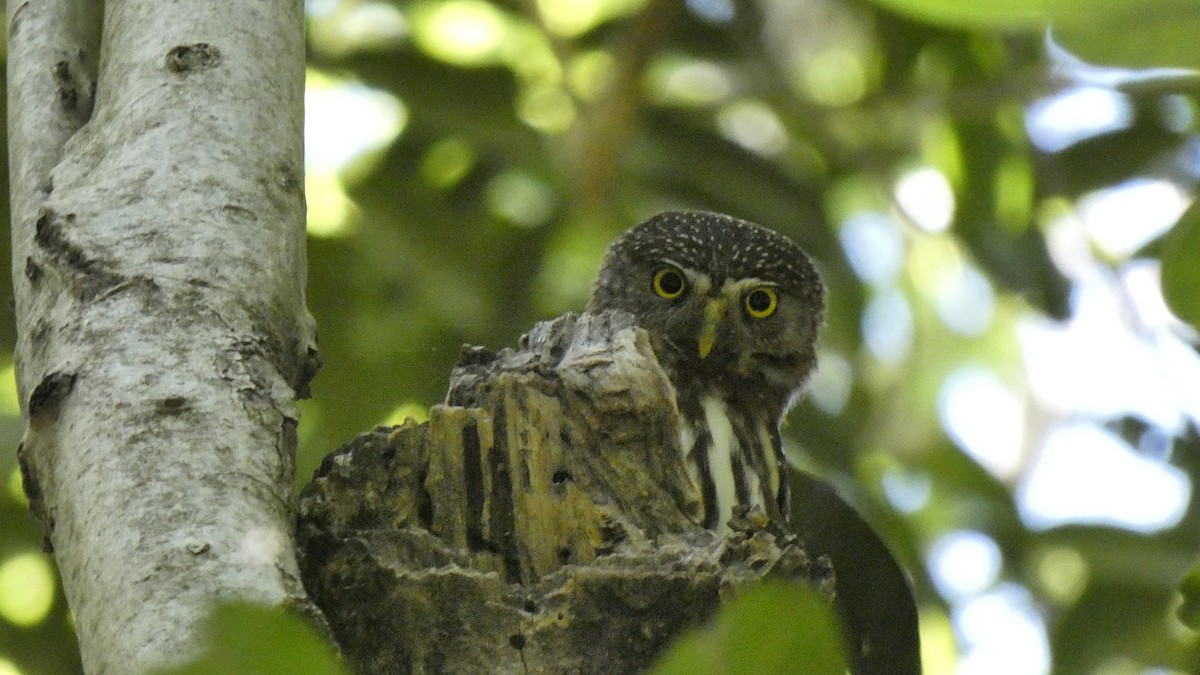 Ferruginous Pygmy-Owl - ML611082061