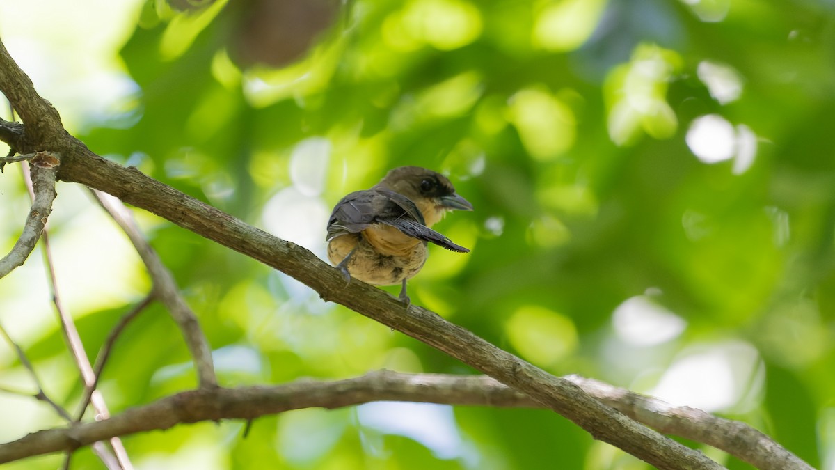 Black-goggled Tanager - ML611082128